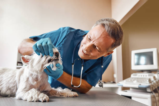 Best Emergency Treatment for Dental Infections or Abscesses in Edinboro, PA
